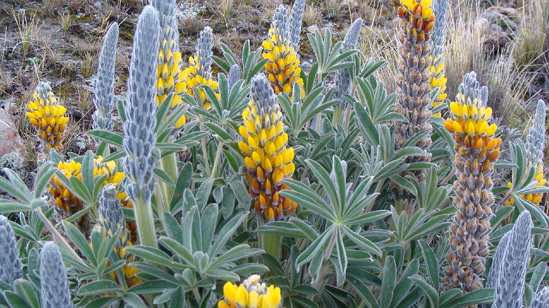 Illampu Trek Steves (158).JPG